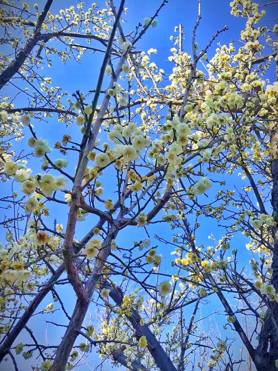 孤山寻梅完整版,孤山寻梅的图片