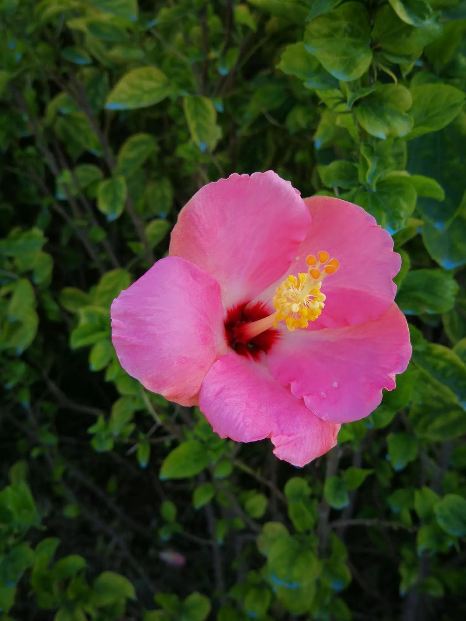 认识各种花卉名称,认识各种花的名字