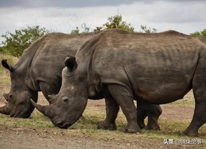 犀牛的进化史全过程,犀牛的进化史过程