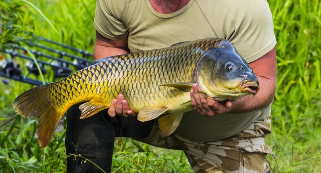 南方冬季野钓什么窝料效果好,冬季野钓罗非鱼饵料配方南方