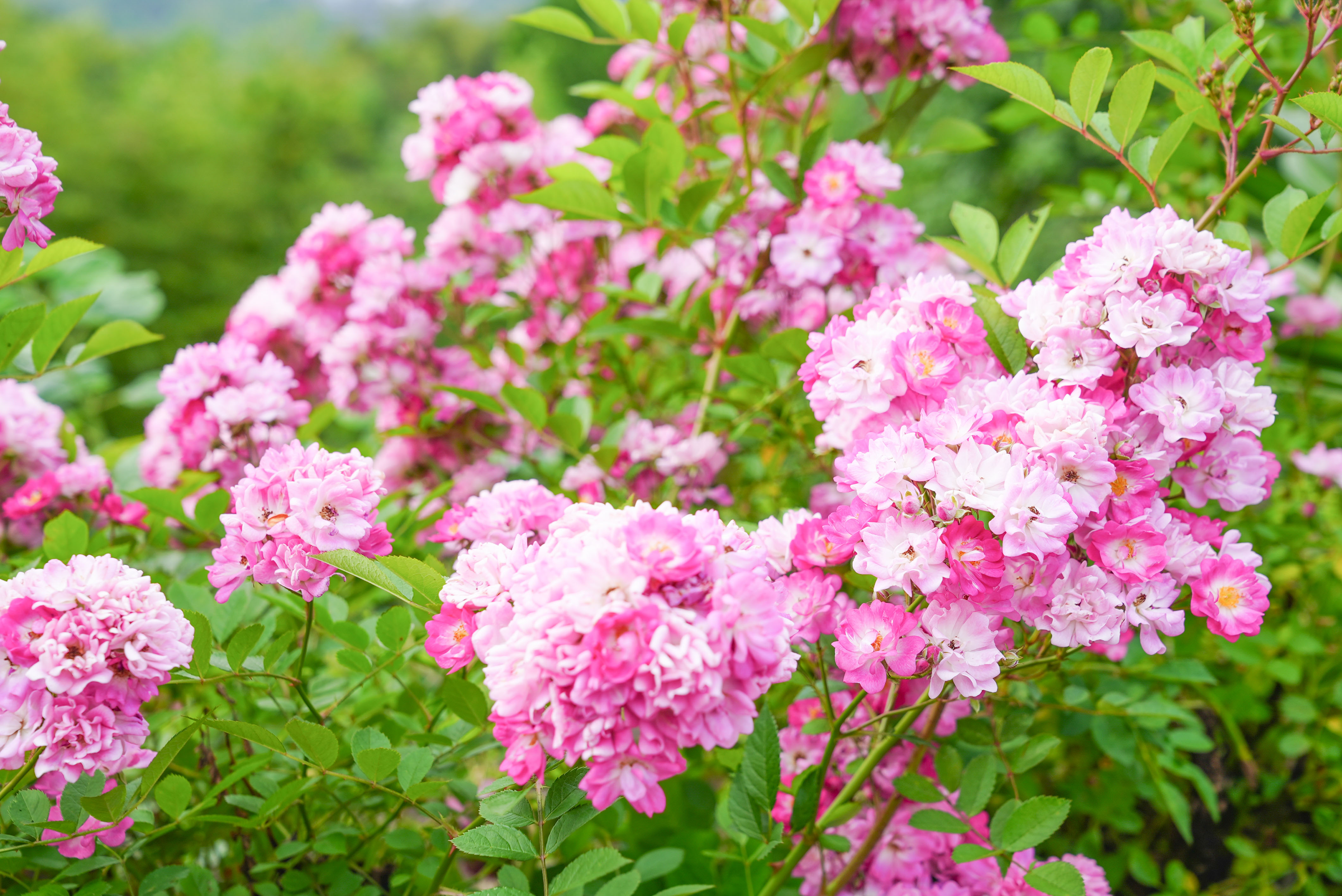 桐庐乐水阁精品民宿住宿团购,桐庐大奇山民宿排名前十名