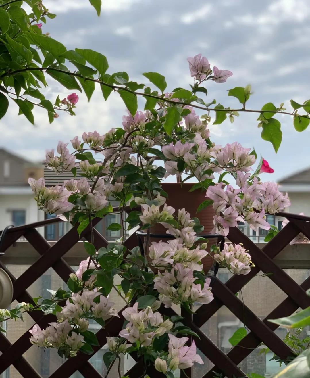 90后将天台改造成空中花园,90后姑娘回家改造楼顶花园