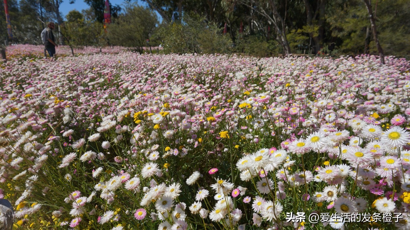 一路向北全程1980公里,西澳自驾游最佳路线图