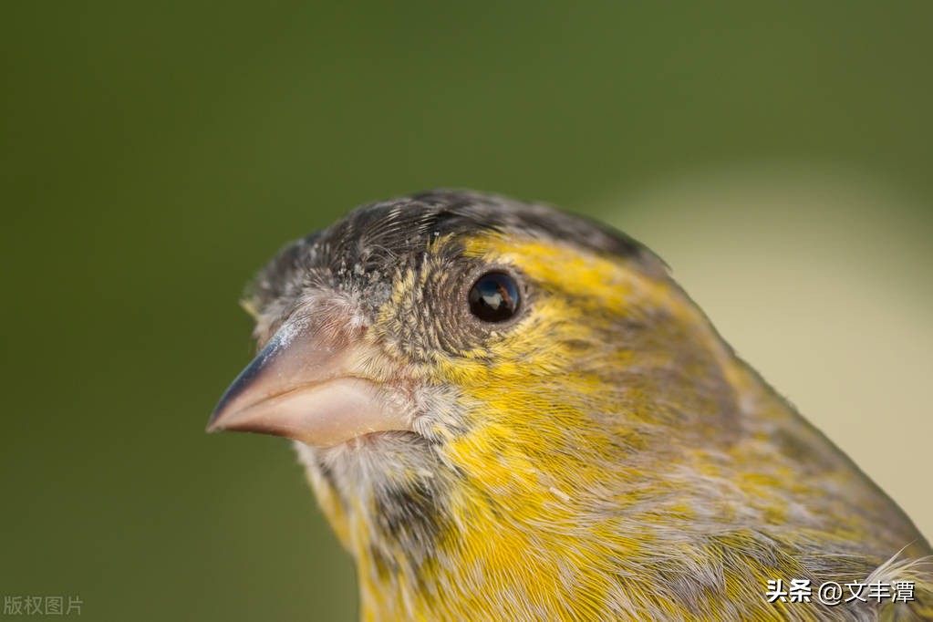 第124篇几度咳血的试毒金丝雀,将世界的视线引流到太空