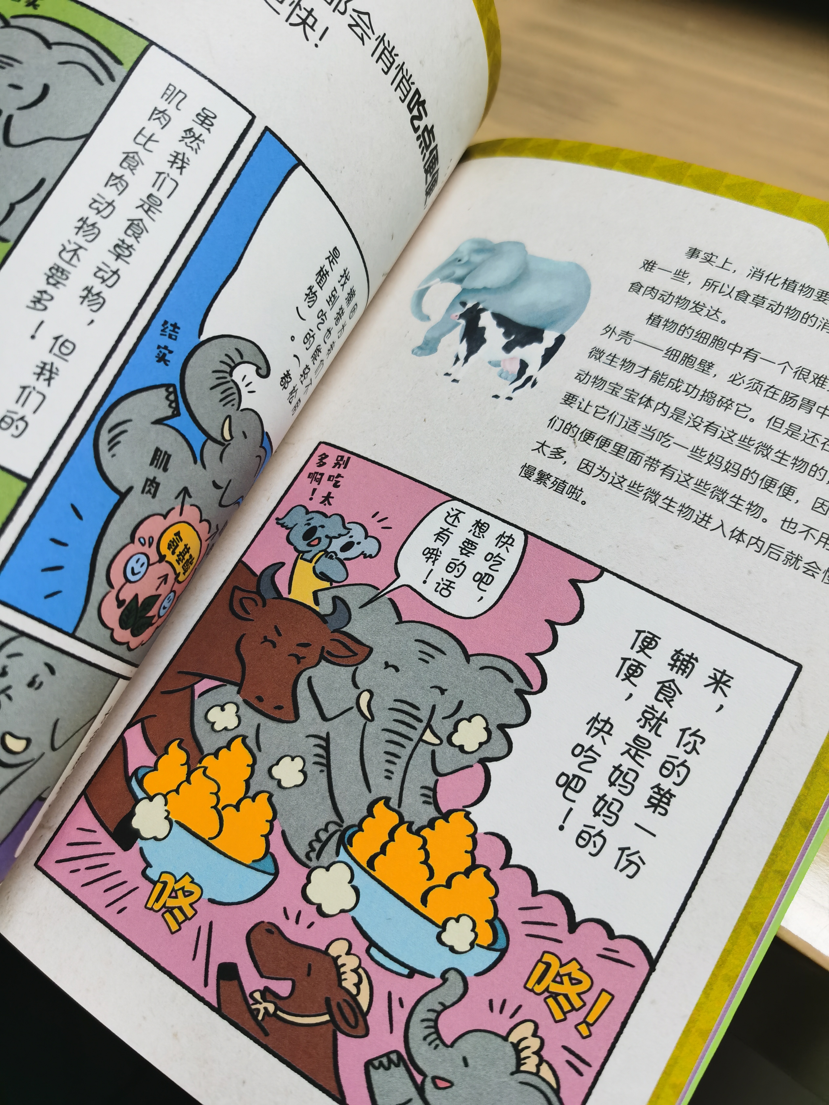 熊猫有几条腿是四条还是两条,你知道熊猫有几根脊椎骨吗