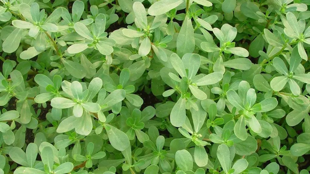 亚运美食食堂,2022亚运会菜肴