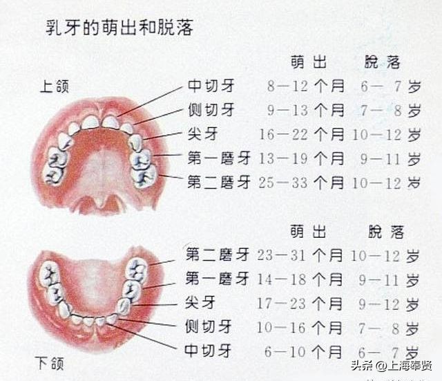 孩子换牙期的四个忠告,孩子换牙期须知的事