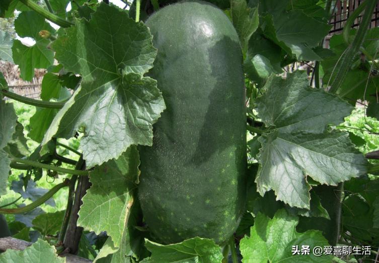 减脂食谱日常菜谱,不会发胖减脂的食谱