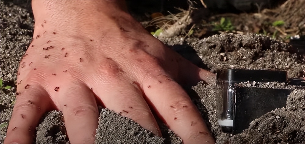 老外用虫子接吻器狂亲蚯蚓，连苍蝇路过都要被嘬两口