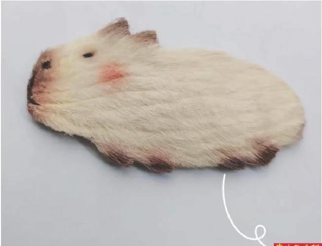 养芒果核不用吹风机行不行,养芒果核当宠物要晒多久