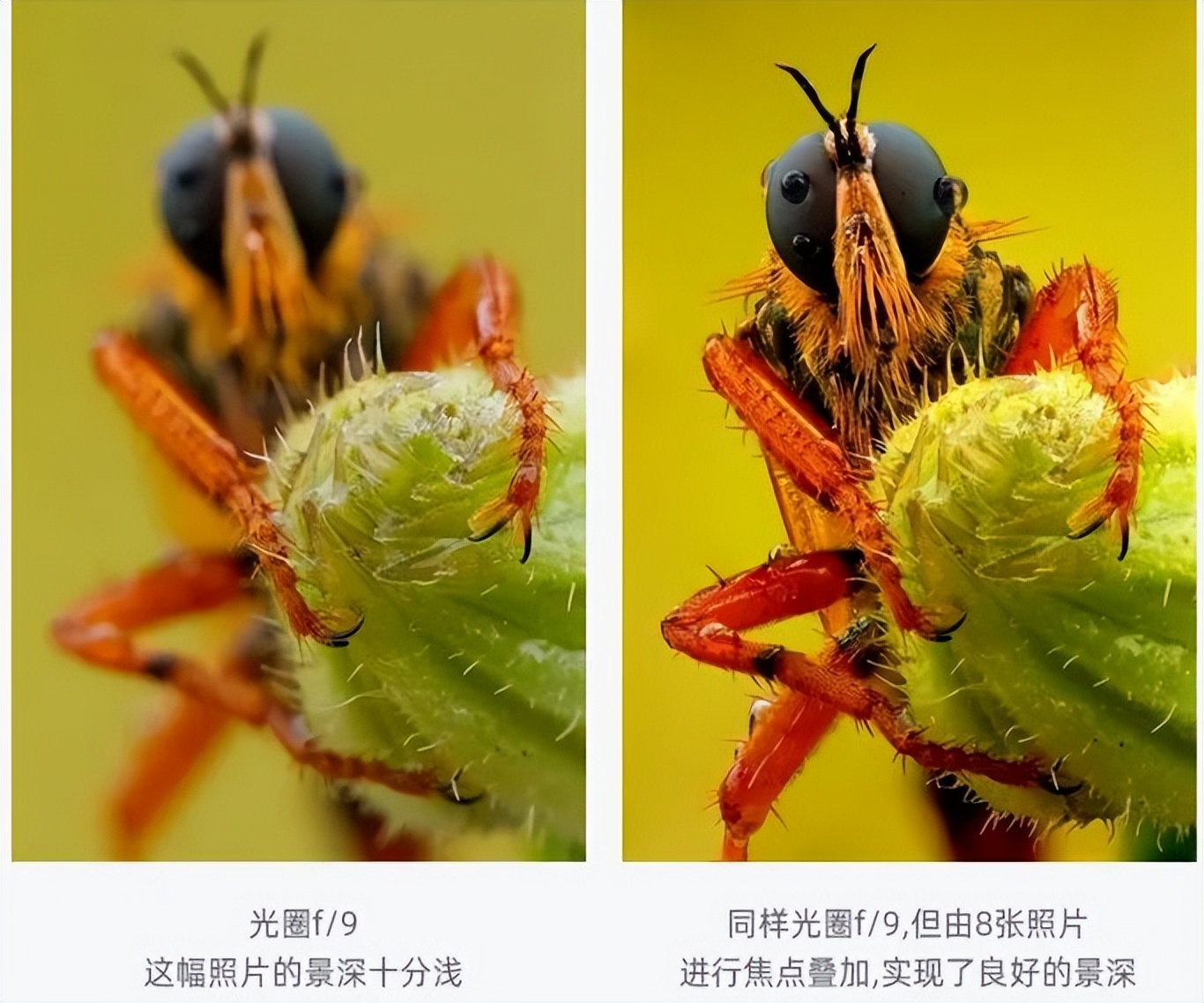 如何拍摄出惊艳的微距作品,精品微距摄影欣赏