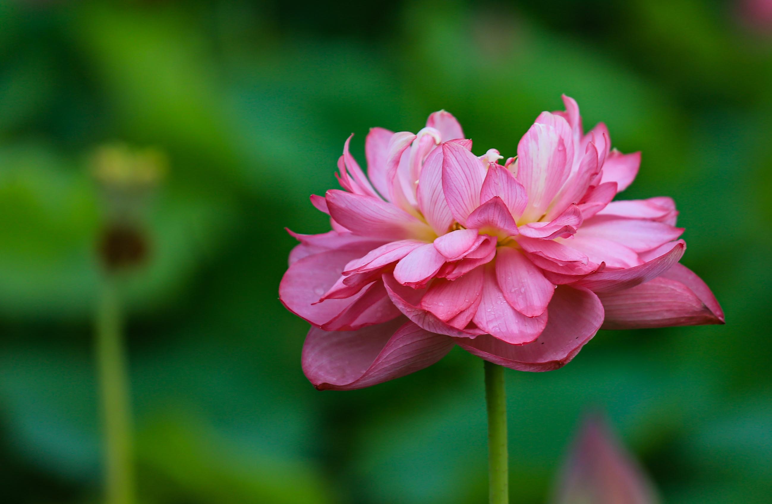 淮阳龙湖荷花何时开,中国淮阳龙湖赏荷花