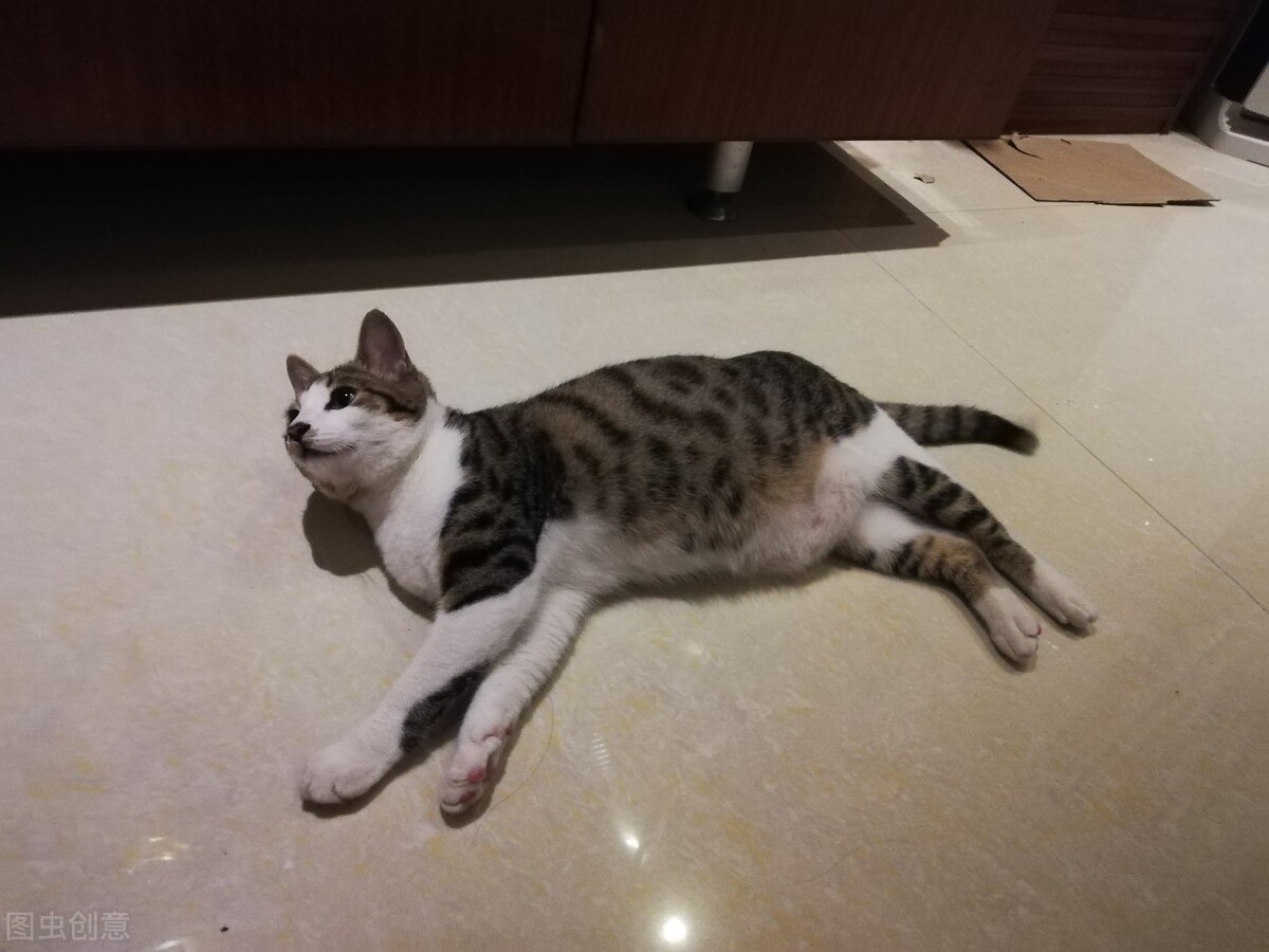 猫发情了怎么剃毛,猫发情剃毛不吃猫粮