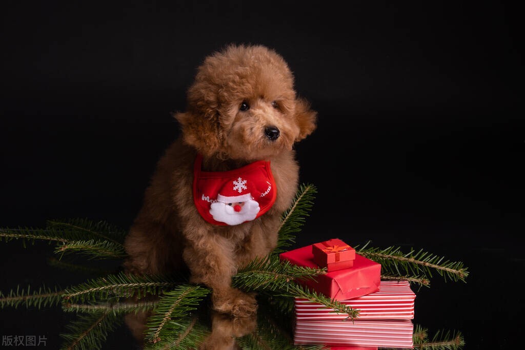 排名前十的狗狗排名,排名前十的狗狗羊奶粉