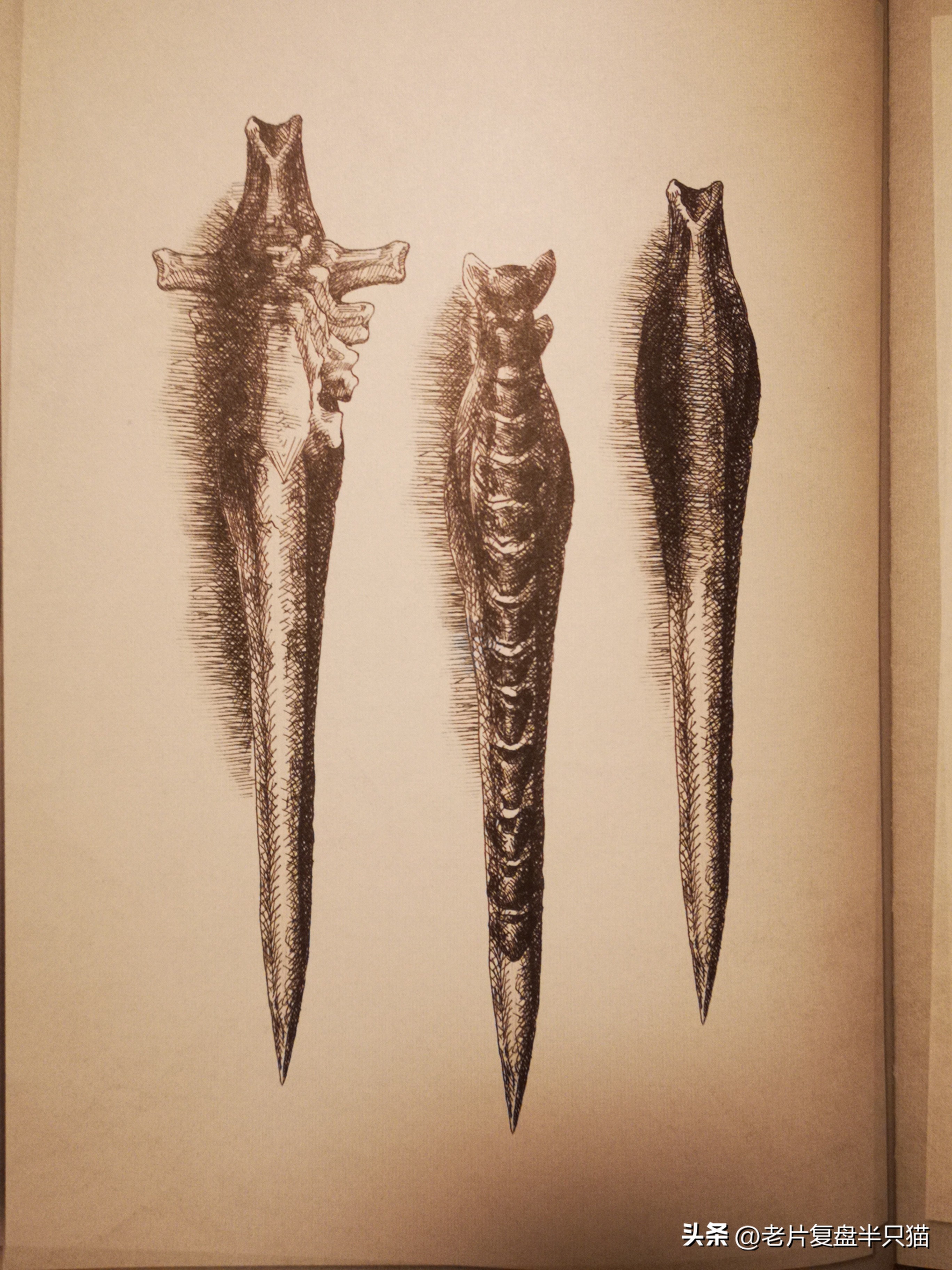 仿生人大卫的秘密,仿生机器人大卫