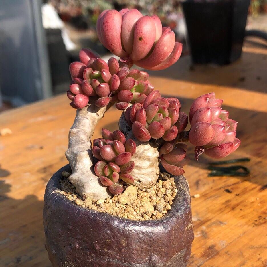 多肉红宝石徒长了会是什么样,枝干番杏红宝石徒长了怎么办