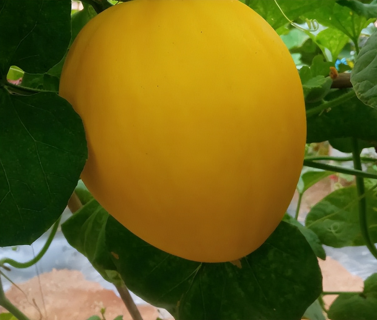 麻涌国庆游玩好去处,麻涌周末去哪玩