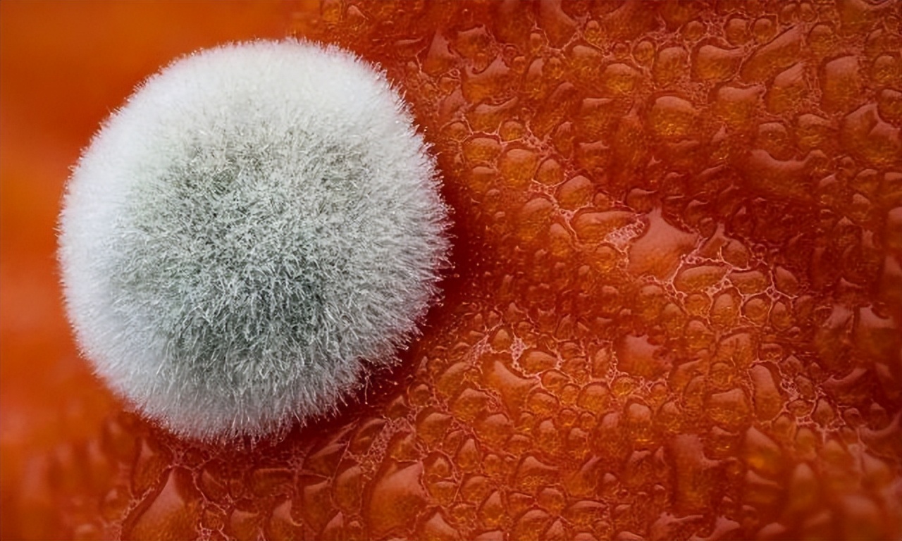 吃了发霉的水果会怎么样,吃腐烂发霉的水果的后果