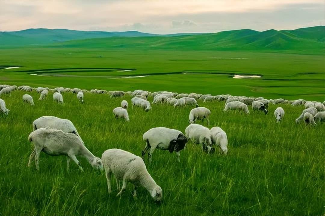 草原上的领头羊是绵羊吗,科尔沁草原领头羊