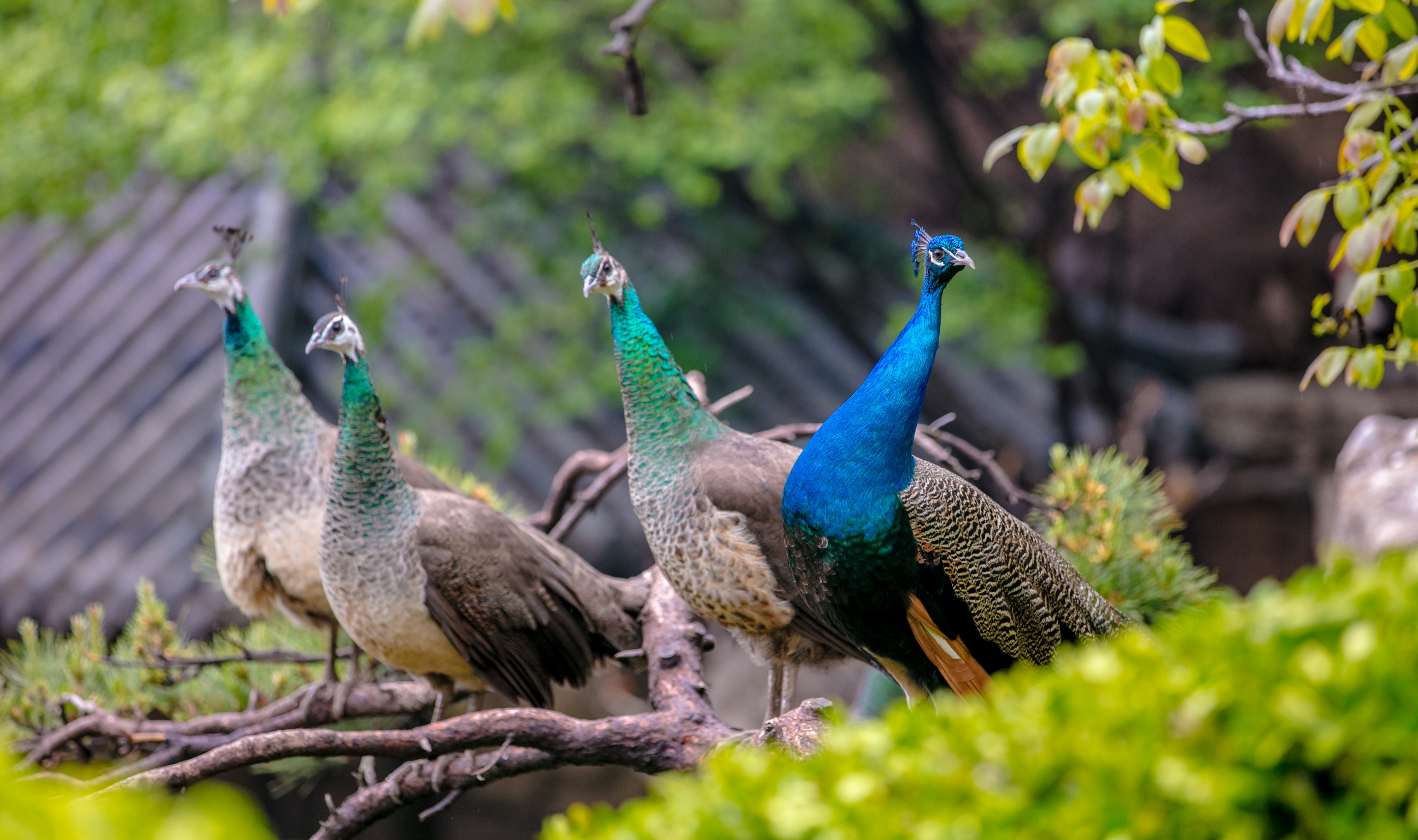 济南历城区红叶谷景区门票团购,济南红叶谷景区免费时间