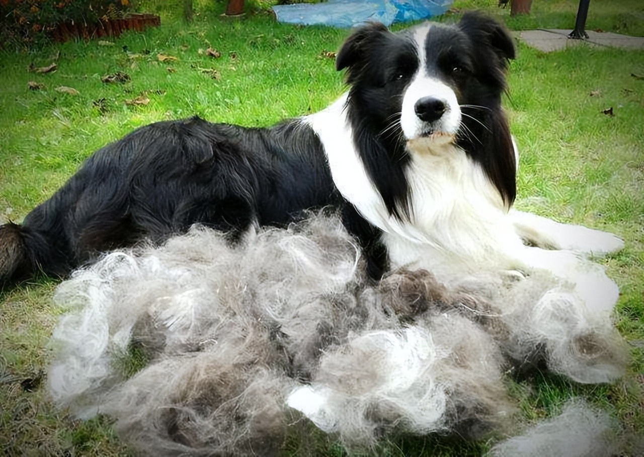 边境牧羊犬为什么不建议养,边境牧羊犬为什么讨人厌