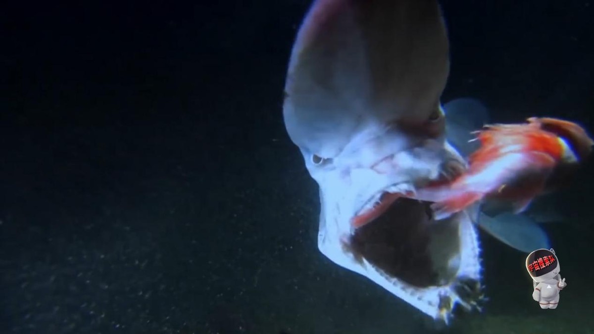 人类首次潜入马里亚纳海,人类在马里亚纳海沟发现了什么