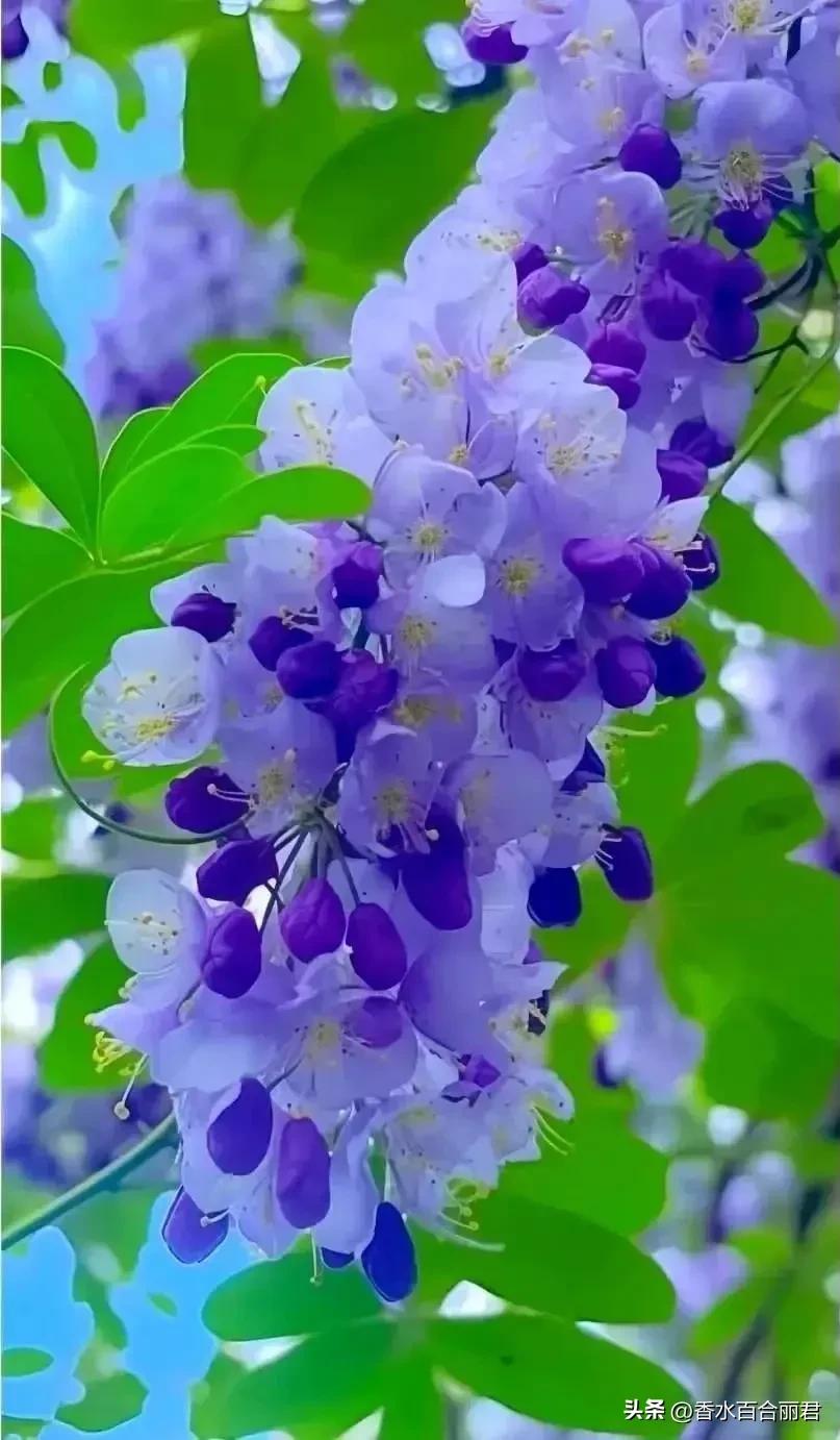 淡紫色的花是什么树,淡紫色的槐花