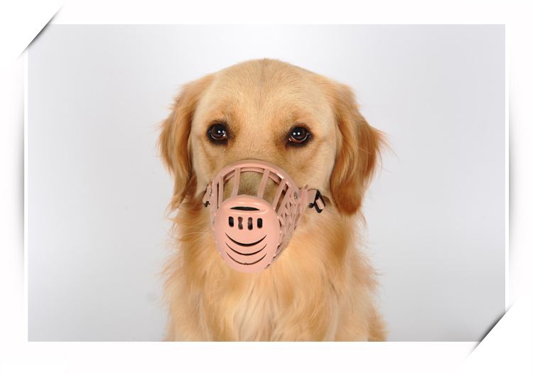 怎样防止遛狗的时候被毒,遛狗时怎么防止伤到自己