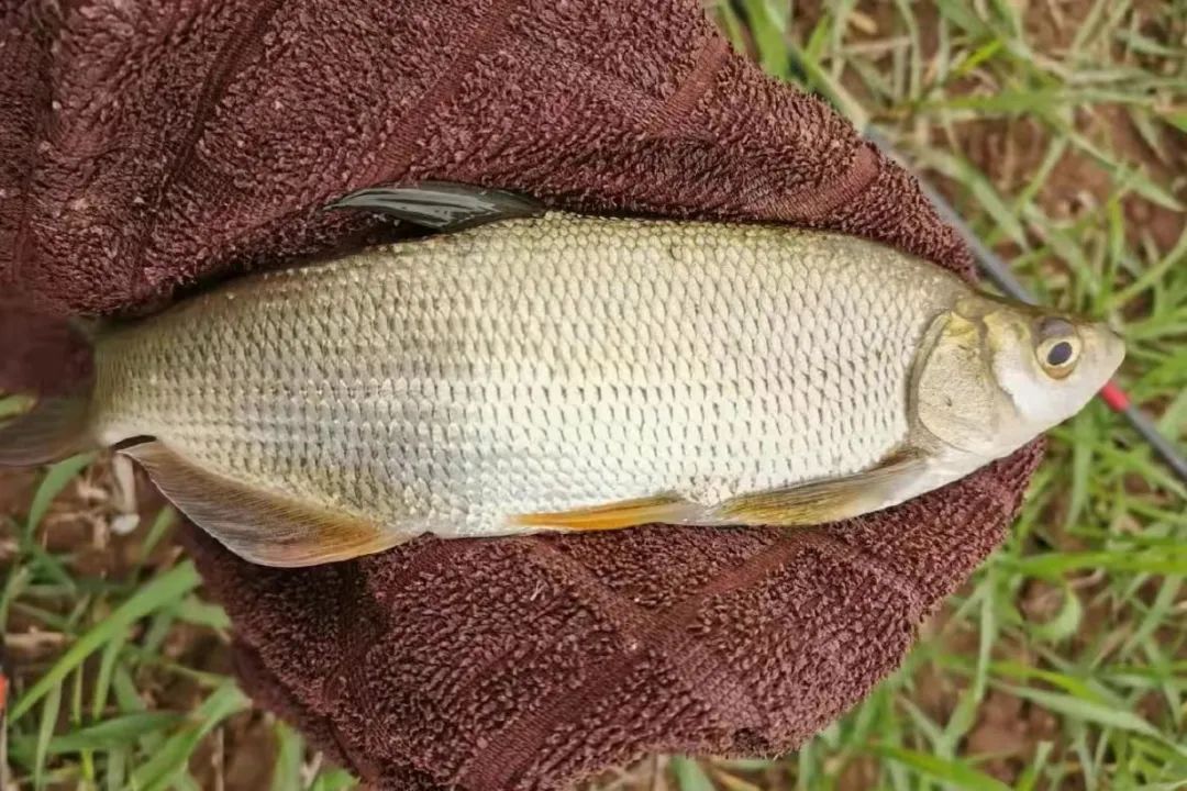 黑龙江三花五罗十八子图片,黑龙江名鱼三花五罗