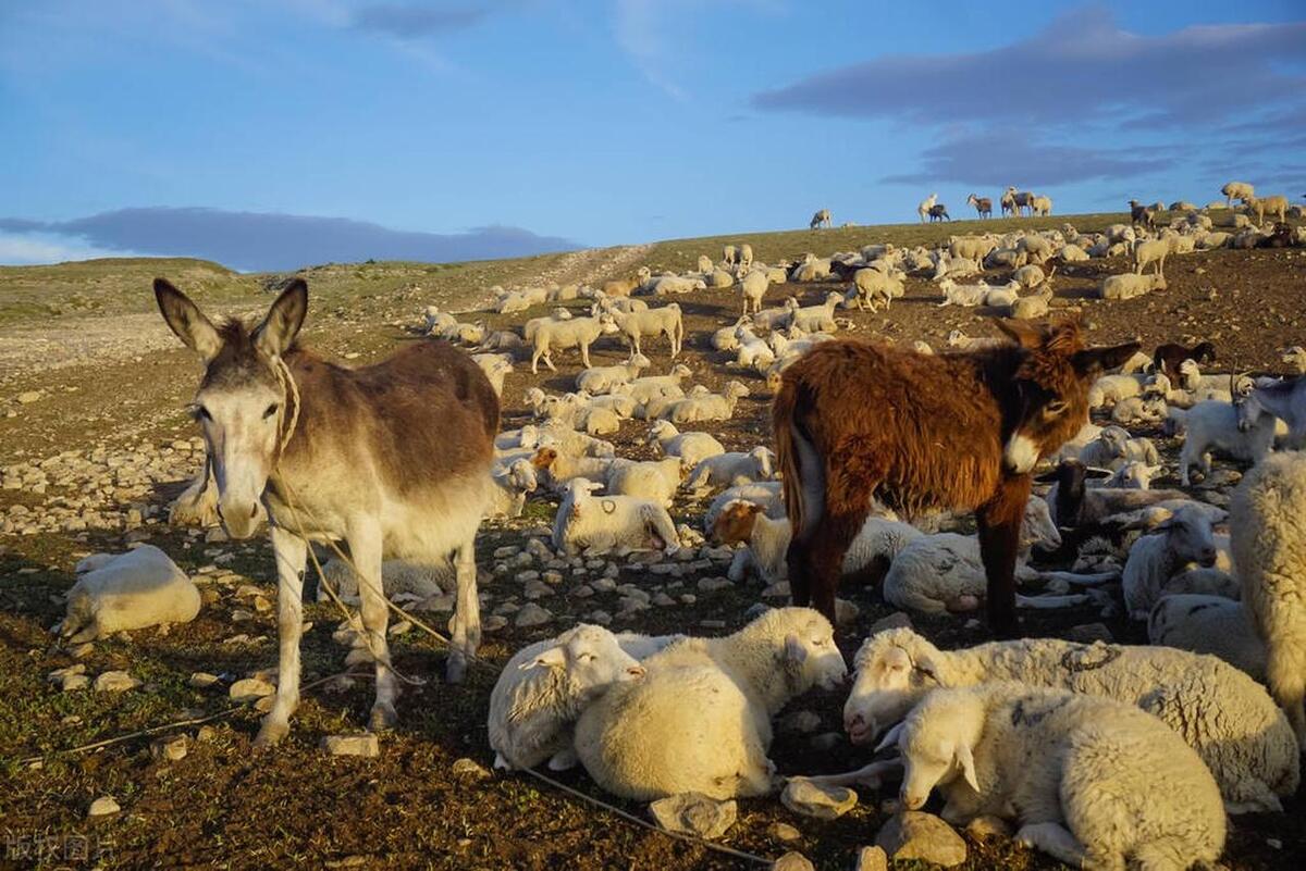 畜牧业价格行情看哪个网站,饲养牛羊价格走势预测表