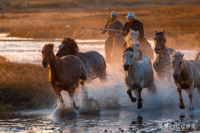 属马的人给你建议的目的,1990年属马的人今年有桃花运吗