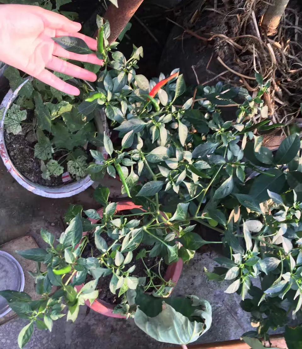 阳台种菜神器,阳台种菜怎么除虫