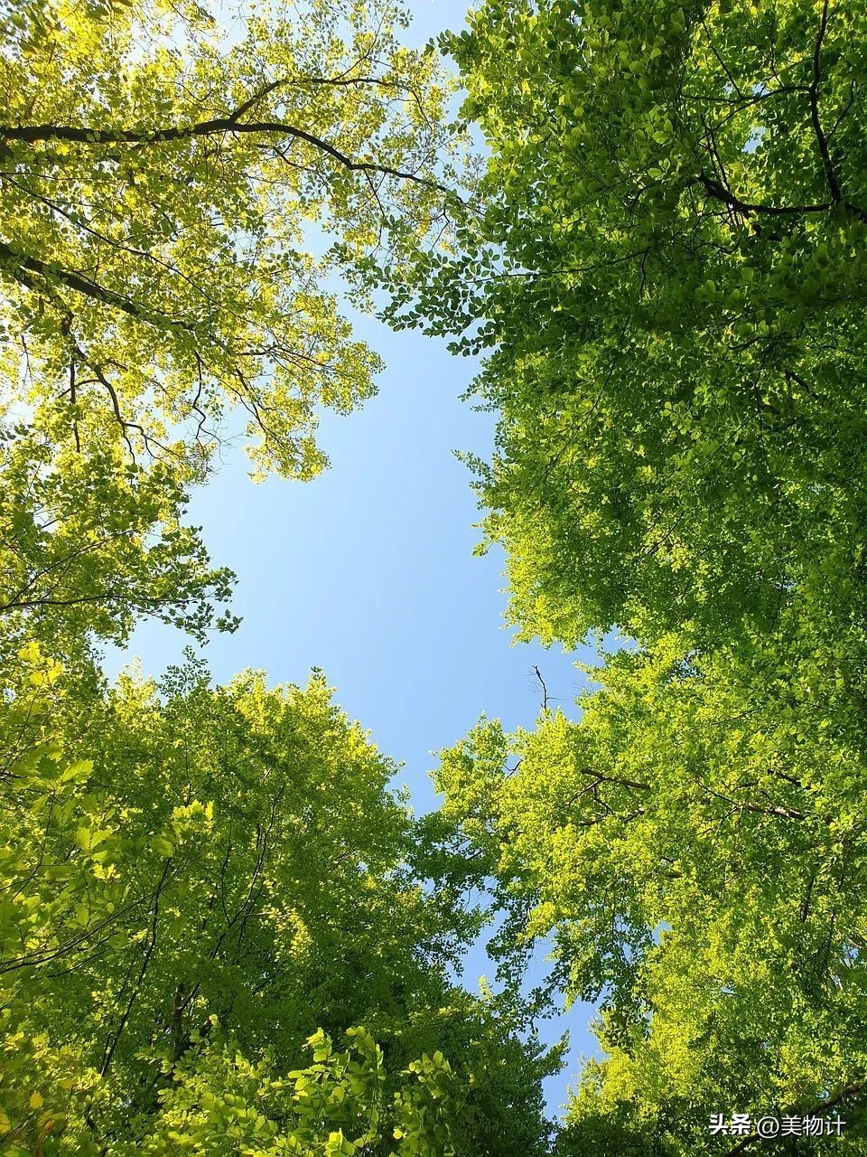 五月暮春的诗句,五月暮春四月仲春