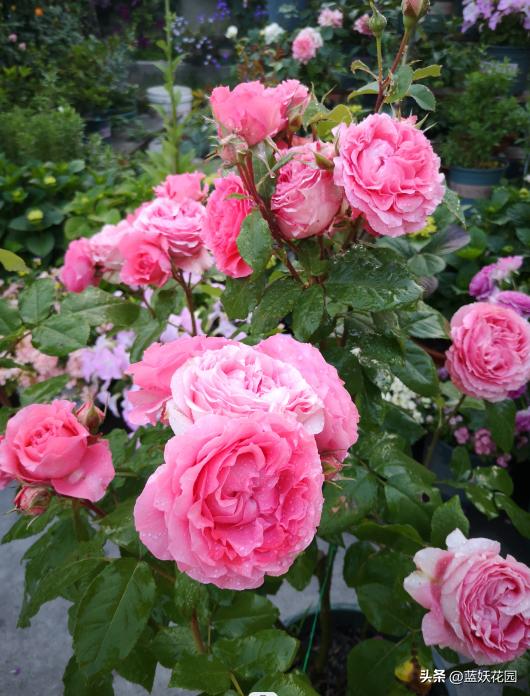 耐开耐晒的藤本月季有哪些,夏季都有哪些耐晒的月季品种