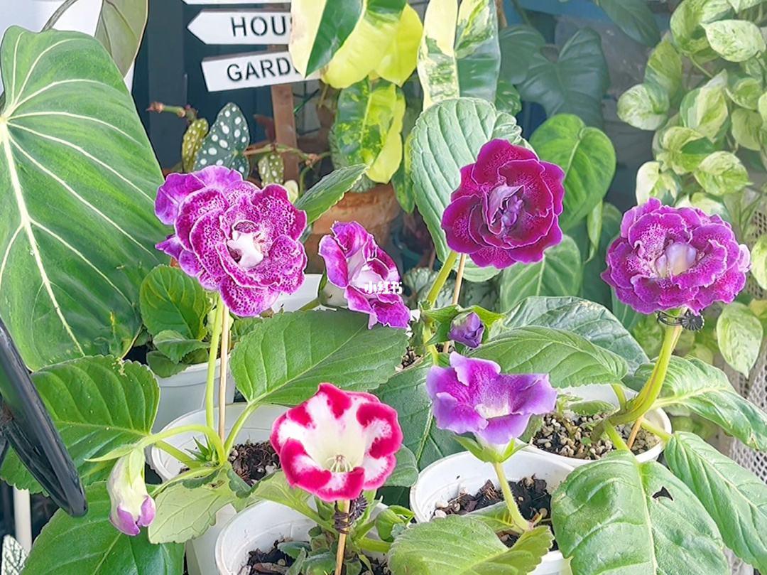 家里光线差就养这几种花,什么花散射光就可以养好