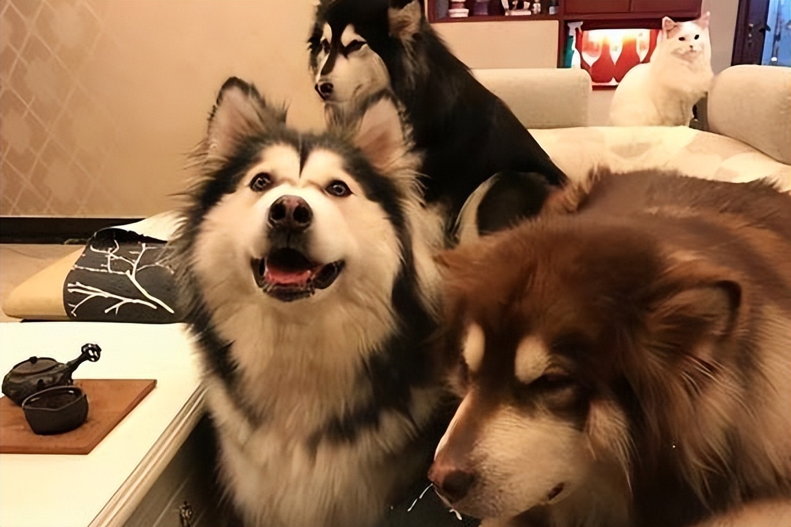 萨摩耶犬和哈士奇犬哪个狗狗更好,萨摩耶犬和哈士奇哪个比较好养