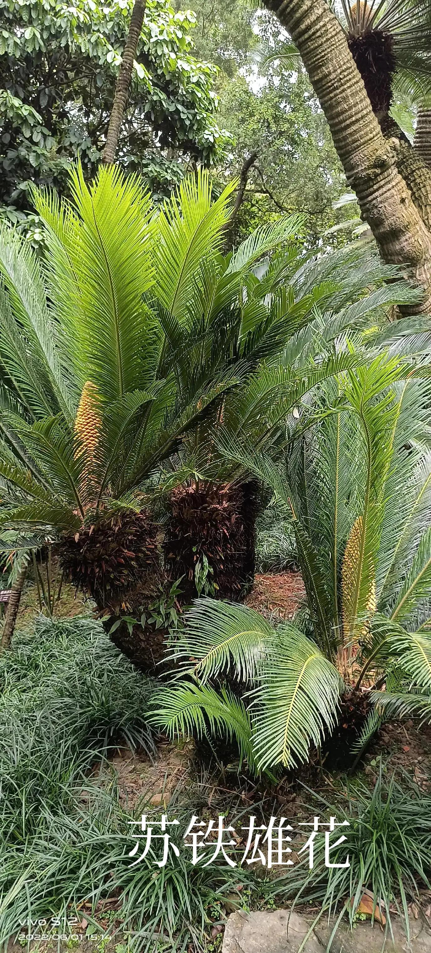 千年铁树开花完整版,千年铁树开花打一小说名