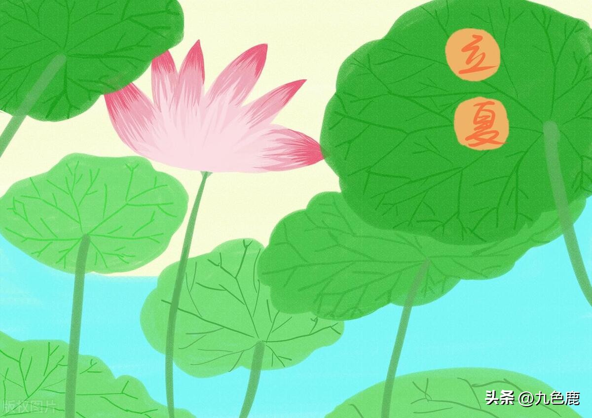 分心木煮鸡蛋方法,分心木煮鸡蛋的正确做法