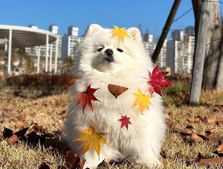 名媛拼团文案朋友圈,名媛拼团搞笑文案