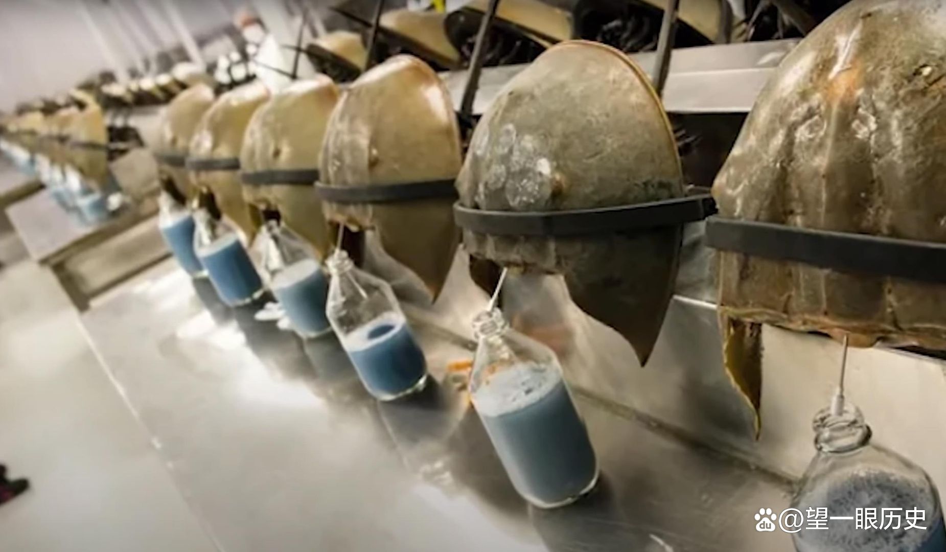 世界上最昂贵的液体，每升的血液值多少钱？告诉你答案