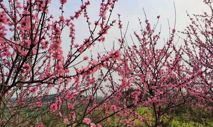 百花盛开教程,春天酿百花酒配方