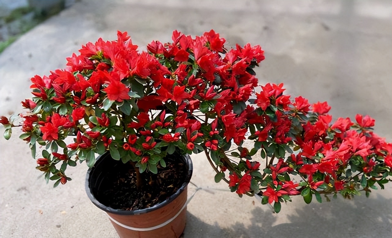 过期的各种药片混在一起浇花好吗,四种过期药片可以浇花