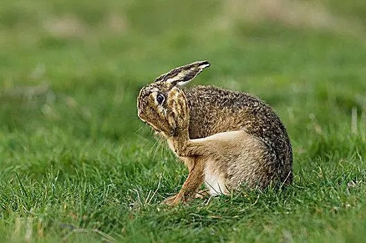 野兔的体型特点,野兔的形态特征