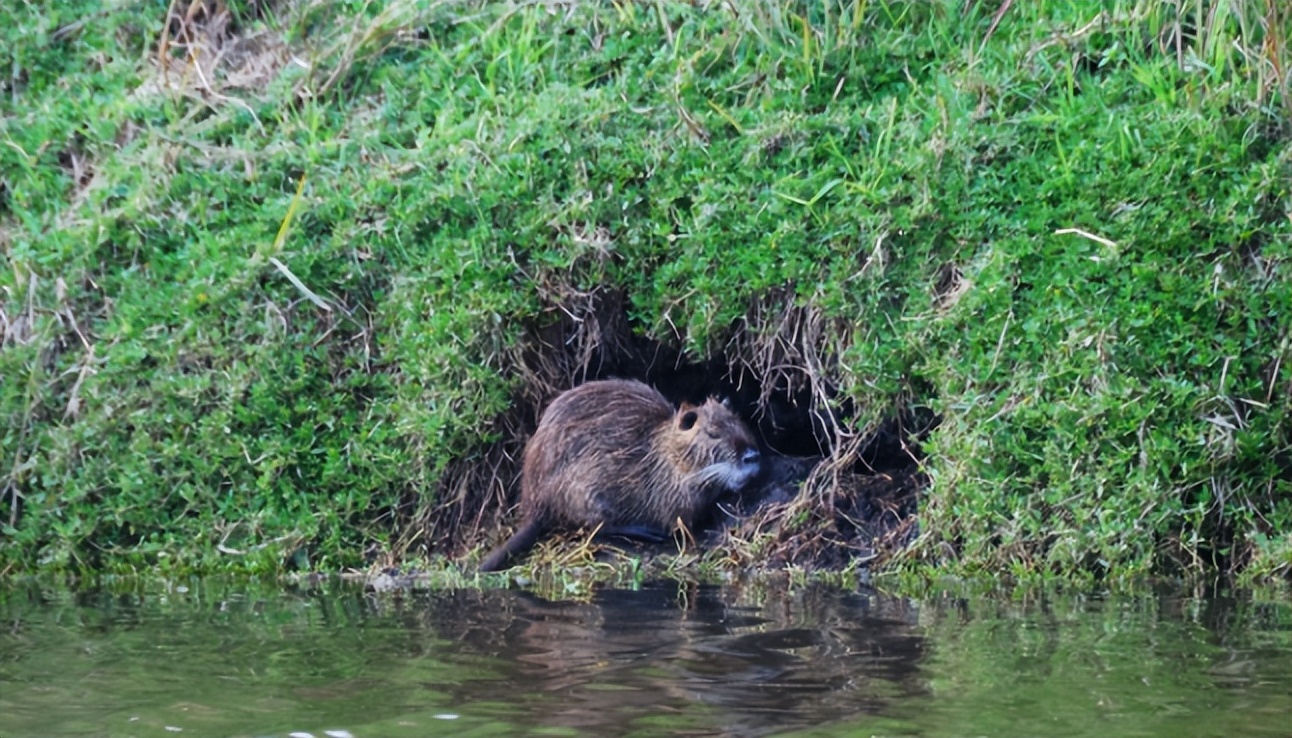 上海多地出现巨型老鼠新闻报道,上海老鼠最小的有10斤是真的吗