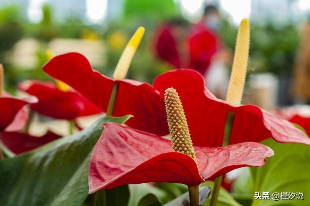 火鹤花图片,火鹤花的风水寓意