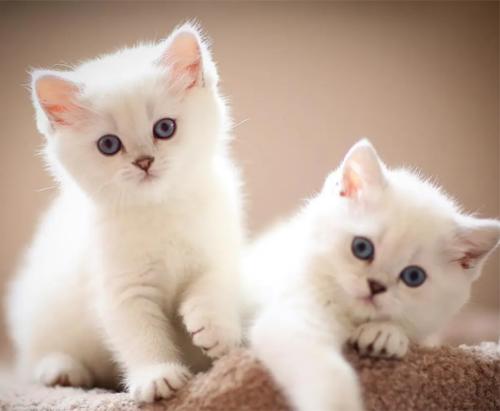 口碑最好的蟑螂药怎么用,有什么好的蟑螂药推荐