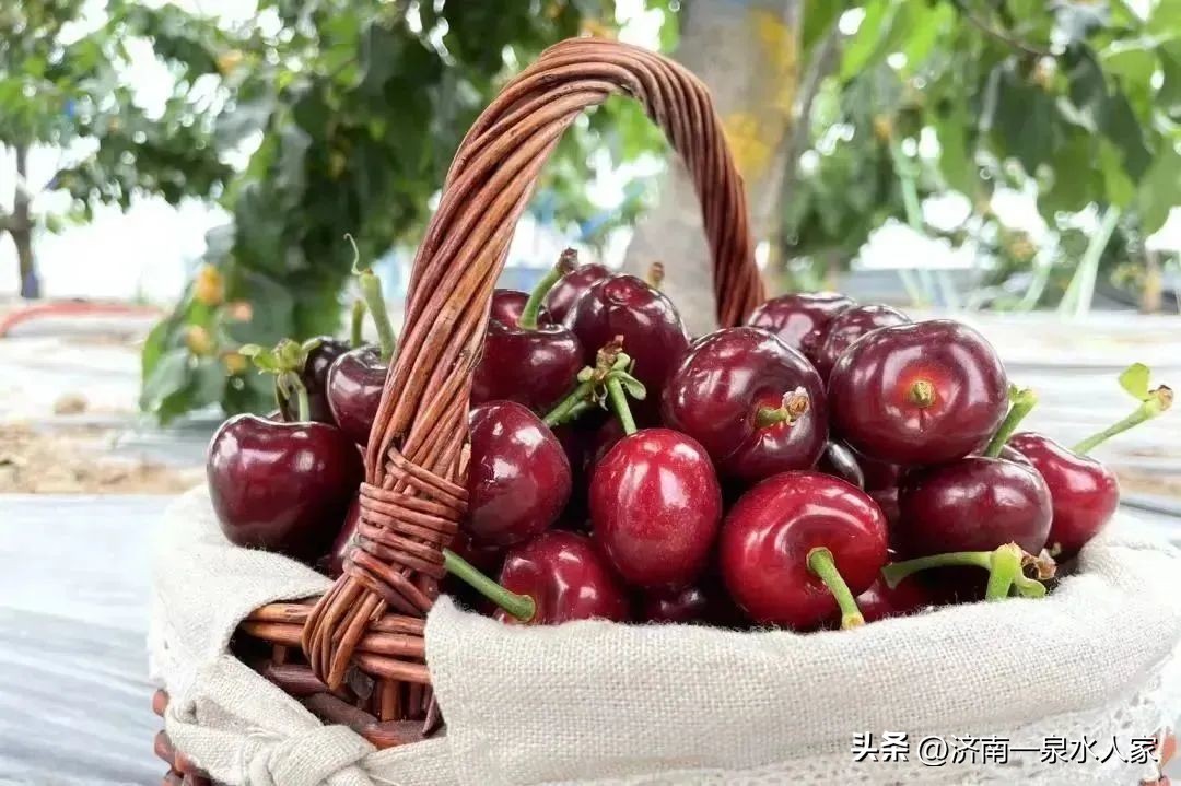 山东大樱桃舌尖上的美味,吃樱桃的季节舌尖上的味道