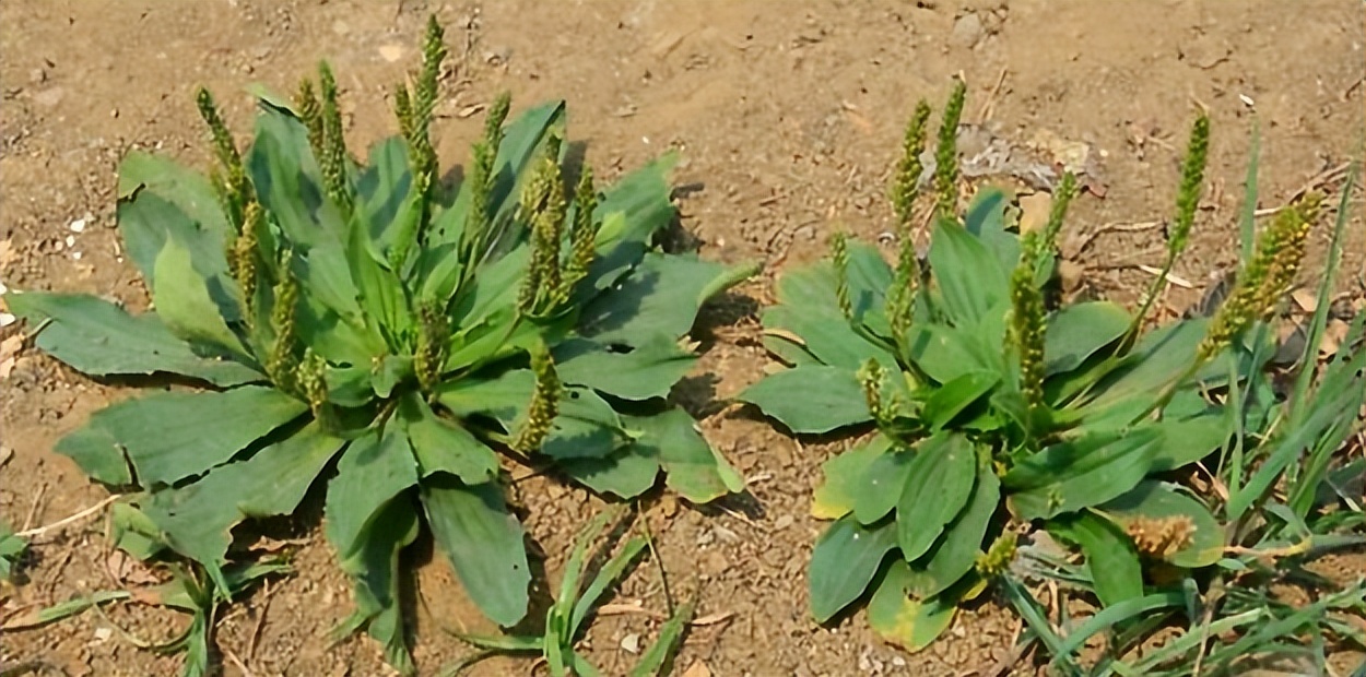 带你认识识别各种车,识别车前子