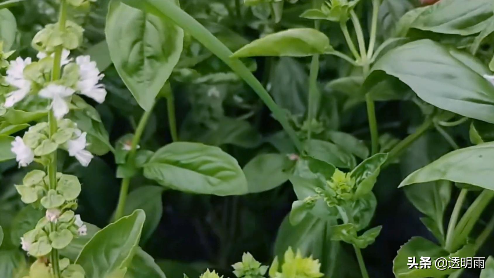 美食调味植物香草,香草气味芬芳