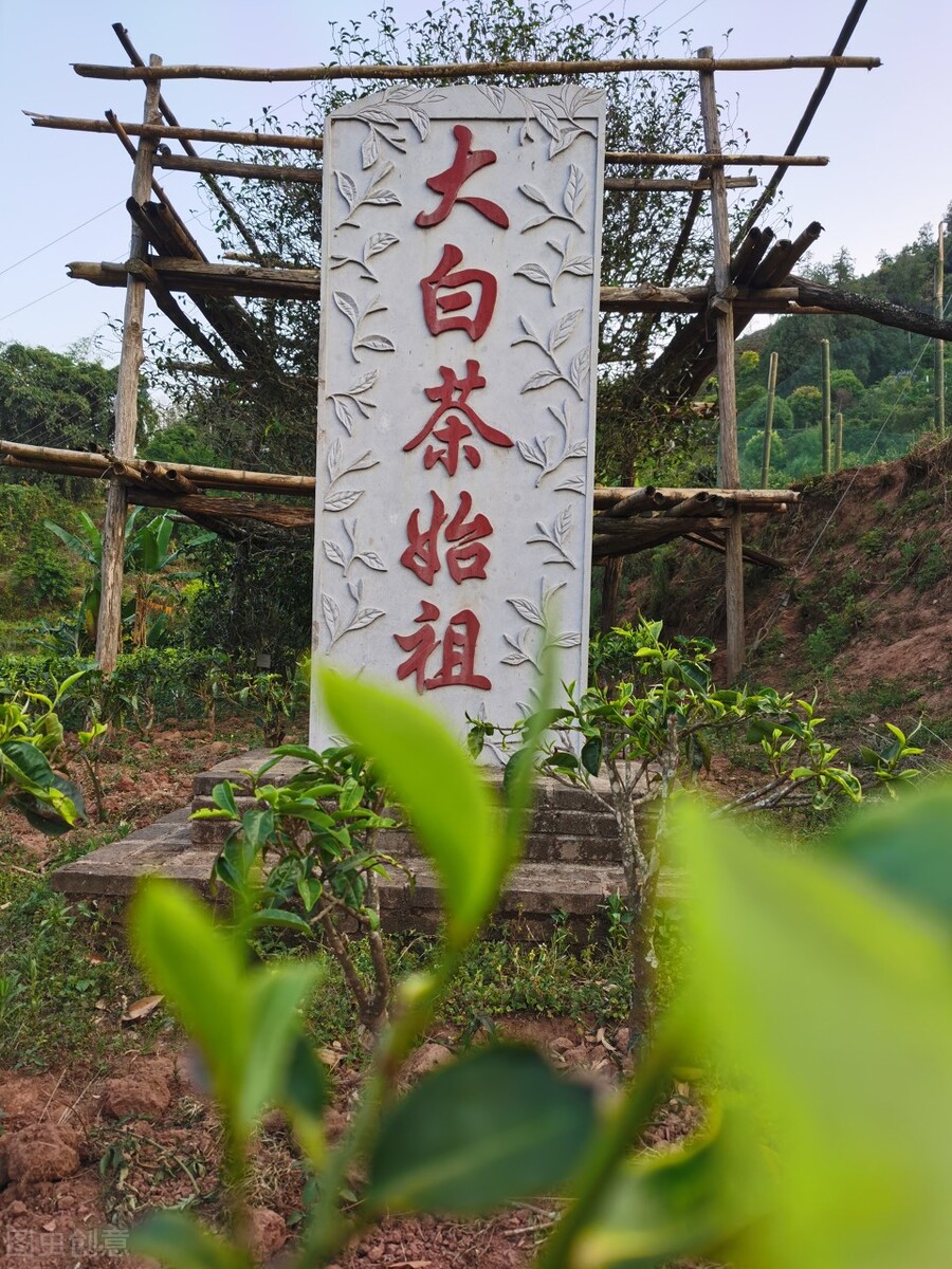 月光白云南白茶,云南月光白茶价格